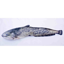  50 cm