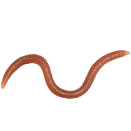 Rame (earthworms)